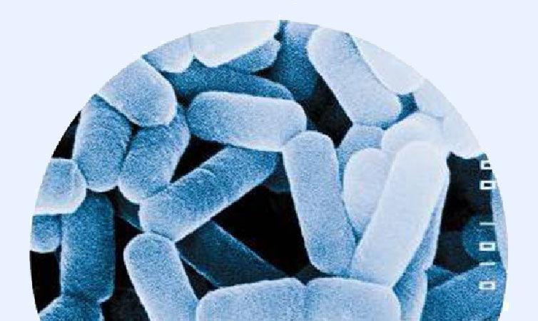 丹麥科漢森大中華區(qū)戰(zhàn)略合作伙伴，國際益生菌組織成員企業(yè)